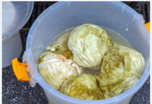 Evo kako spasiti gnjecavi kiseli kupus: Dodajte u bure 1 sastojak!