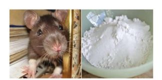 Domaći TRIK da se riješite miševa u stanu i podrumu: Samo sam ga spustio na zemlju i sutradan miševa nema nigdje!