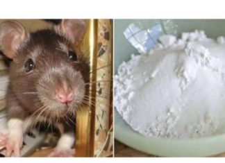 Domaći TRIK da se riješite miševa u stanu i podrumu: Samo sam ga spustio na zemlju i sutradan miševa nema nigdje!