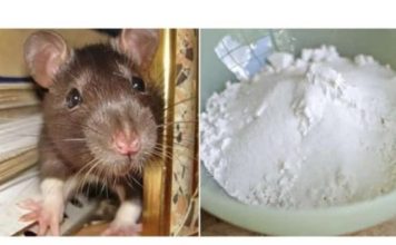 Domaći TRIK da se riješite miševa u stanu i podrumu: Samo sam ga spustio na zemlju i sutradan miševa nema nigdje!