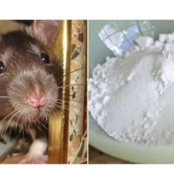 Domaći TRIK da se riješite miševa u stanu i podrumu: Samo sam ga spustio na zemlju i sutradan miševa nema nigdje!