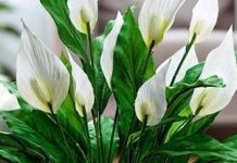 Muka vam je od čekanja da vaš spathiphyllum procvjeta? Ovih šest savjeta promijenilo je sve za mene