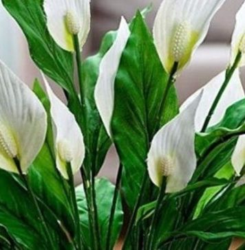 Muka vam je od čekanja da vaš spathiphyllum procvjeta? Ovih šest savjeta promijenilo je sve za mene