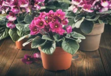 Ulepšavaju sive zimske dane: 9 odličnih sobnih biljaka koje cvetaju zimi