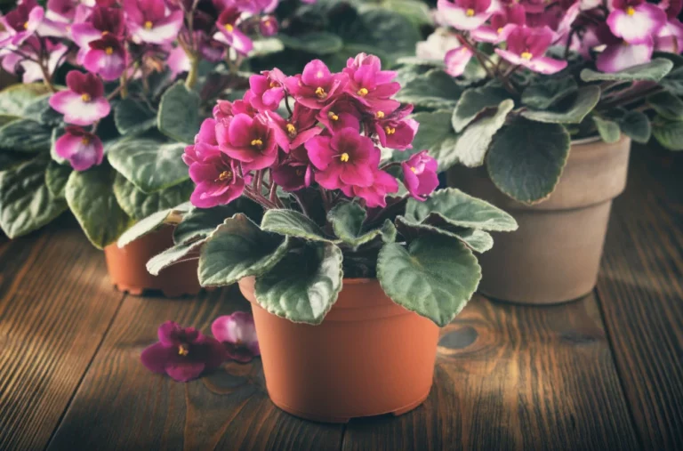 131418_shutterstock-1747650416_f-768x507-1