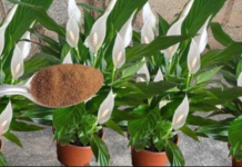 JEDNA kašikica je bila sve što je trebalo: SPATIFILUM je za nekoliko dana čudom donio mnogo cvijeća!