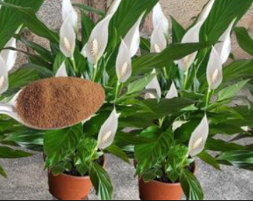 JEDNA kašikica je bila sve što je trebalo: SPATIFILUM je za nekoliko dana čudom donio mnogo cvijeća!