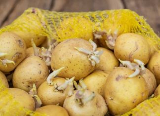 KROMPIR brzo klija? Čuvajte ih zajedno sa ovim proizvodom. Ni jedan neće proklijati!