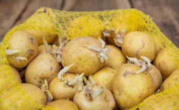 KROMPIR brzo klija? Čuvajte ih zajedno sa ovim proizvodom. Ni jedan neće proklijati!