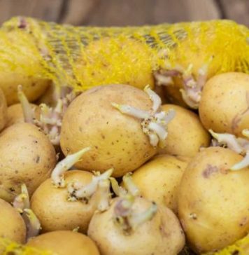 KROMPIR brzo klija? Čuvajte ih zajedno sa ovim proizvodom. Ni jedan neće proklijati!