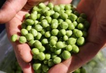 Smrznuti grašak mnogi kuhaju potpuno pogrešno: Evo kako treba, brže bude gotov i daleko je ukusniji