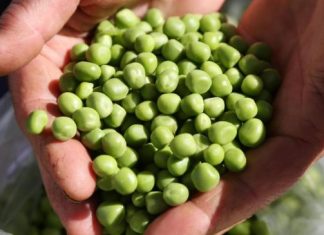 Smrznuti grašak mnogi kuhaju potpuno pogrešno: Evo kako treba, brže bude gotov i daleko je ukusniji