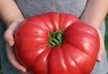 Odlučila je otkriti svoju tajnu: ako poslušate savjet paradajz u vašoj bašti će nicati kao lud I biće preukusan….