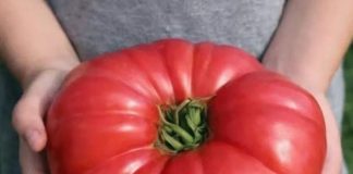 Odlučila je otkriti svoju tajnu: ako poslušate savjet paradajz u vašoj bašti će nicati kao lud I biće preukusan….