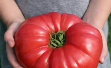 Odlučila je otkriti svoju tajnu: ako poslušate savjet paradajz u vašoj bašti će nicati kao lud I biće preukusan….