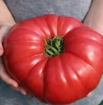 Odlučila je otkriti svoju tajnu: ako poslušate savjet paradajz u vašoj bašti će nicati kao lud I biće preukusan….