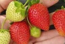 0VIM đubrivom hranite jagode na početku marta: lMAT ĆETE 0BlLNE I KRUPNE PL0D0VE…