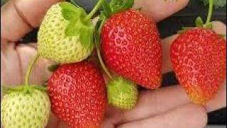 0VIM đubrivom hranite jagode na početku marta: lMAT ĆETE 0BlLNE I KRUPNE PL0D0VE…