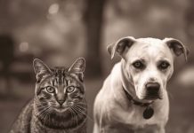 Evo kako životinje primjećuju ono što nama promakne