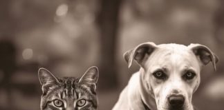 Evo kako životinje primjećuju ono što nama promakne