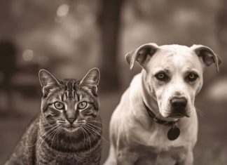 Evo kako životinje primjećuju ono što nama promakne