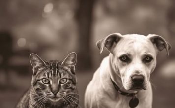 Evo kako životinje primjećuju ono što nama promakne