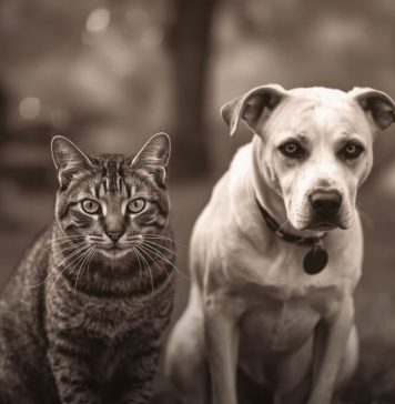 Evo kako životinje primjećuju ono što nama promakne