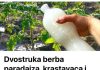 Dvostruka Berba Paradajza, Krastavaca I Bez Štetočina: Sipajte ovo u baštu!