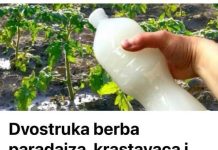 Dvostruka Berba Paradajza, Krastavaca I Bez Štetočina: Sipajte ovo u baštu!