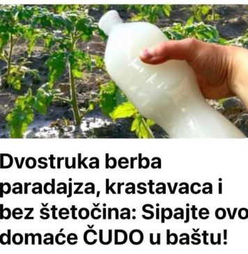 Dvostruka Berba Paradajza, Krastavaca I Bez Štetočina: Sipajte ovo u baštu!