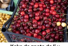 KAKO DA ZNATE DA LI U TREŠNJAMA IMA CRVA? NAUČITE OVE TRIKOVE I IZBJEGNITE NEPRIJATNOSTI