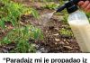 “Paradajz mi je propadao iz dana u dan… a onda mi je stari baštovan otkrio jedan trik iz kuhinje koji je potpuno zaustavio plamenjaču!” 🍅🥛