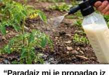 “Paradajz mi je propadao iz dana u dan… a onda mi je stari baštovan otkrio jedan trik iz kuhinje koji je potpuno zaustavio plamenjaču!” 🍅🥛