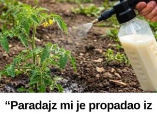 “Paradajz mi je propadao iz dana u dan… a onda mi je stari baštovan otkrio jedan trik iz kuhinje koji je potpuno zaustavio plamenjaču!” 🍅🥛
