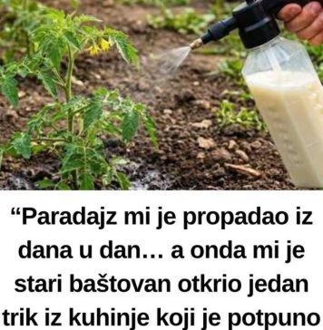 “Paradajz mi je propadao iz dana u dan… a onda mi je stari baštovan otkrio jedan trik iz kuhinje koji je potpuno zaustavio plamenjaču!” 🍅🥛