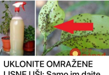 UKLONITE OMRAŽENE LISNE UŠI: Samo im dajte ovo jeftino čudo i vaše su biljke spašene!