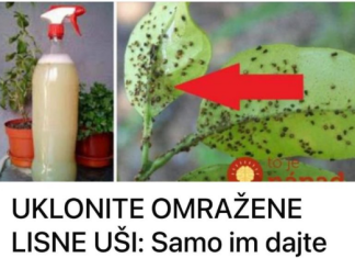 UKLONITE OMRAŽENE LISNE UŠI: Samo im dajte ovo jeftino čudo i vaše su biljke spašene!
