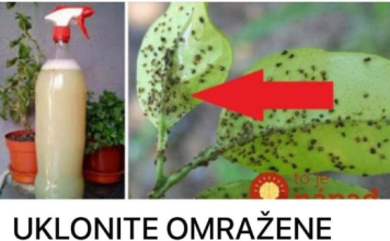 UKLONITE OMRAŽENE LISNE UŠI: Samo im dajte ovo jeftino čudo i vaše su biljke spašene!