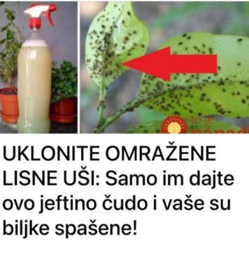 UKLONITE OMRAŽENE LISNE UŠI: Samo im dajte ovo jeftino čudo i vaše su biljke spašene!