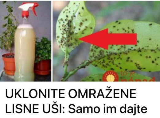 UKLONITE OMRAŽENE LISNE UŠI: Samo im dajte ovo jeftino čudo i vaše su biljke spašene!