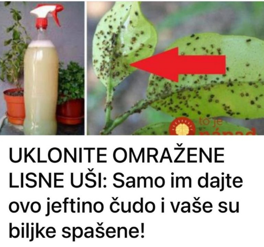 UKLONITE OMRAŽENE LISNE UŠI: Samo im dajte ovo jeftino čudo i vaše su biljke spašene!