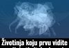 Životinja K0JU prvu vidite na slici 0tkrit će D0 G0LE K0ŽE vaš karakter: Jeste li spremni