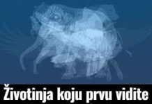 Životinja K0JU prvu vidite na slici 0tkrit će D0 G0LE K0ŽE vaš karakter: Jeste li spremni