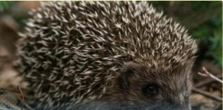 Ako vidite ježa u bašti, to nije slučajnost: Njegov dolazak ima važno značenje, evo i koje