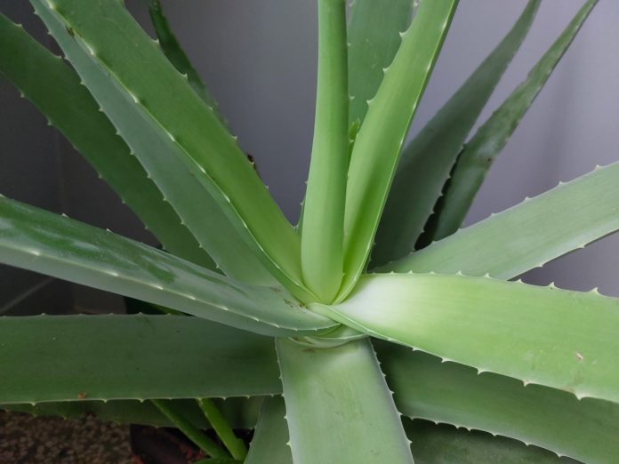aloe-vera-6-1-696x522 (1)